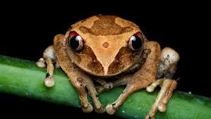 O specie de „broscuță de cafea”, descoperită în Costa Rica