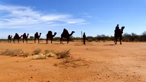 Peste 10.000 de cămile din Australia vor fi ucise. Vor fi împuşcate din elicoptere pentru că beau prea multă apă
