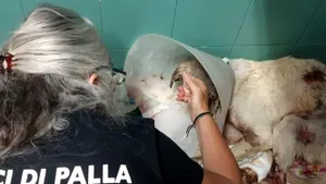 Angelo, câinele-simbol al incendiilor din Sardinia, a murit