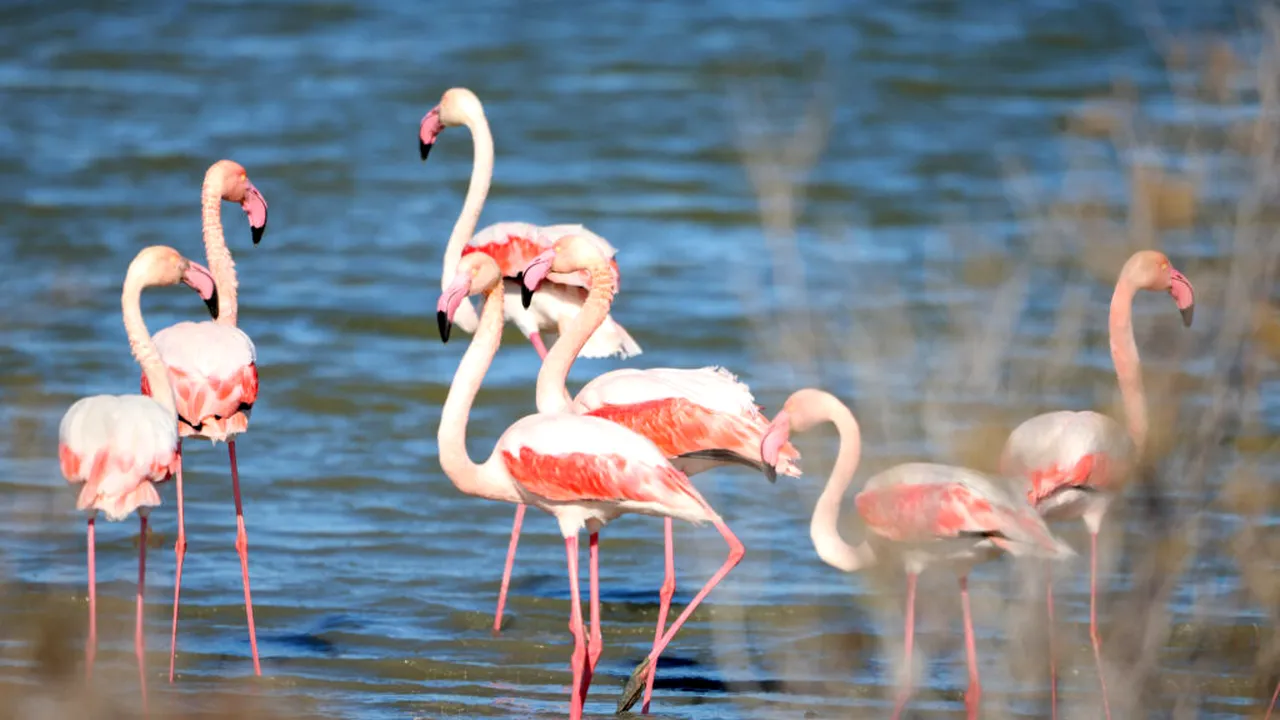 Veneția devine un paradis neașteptat pentru Flamingo. De ce se adună păsările în număr record