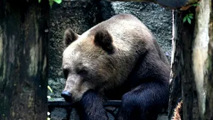 Japonia: se înmulțesc atacurile urșilor, un bărbat a fost găsit mort în pădure