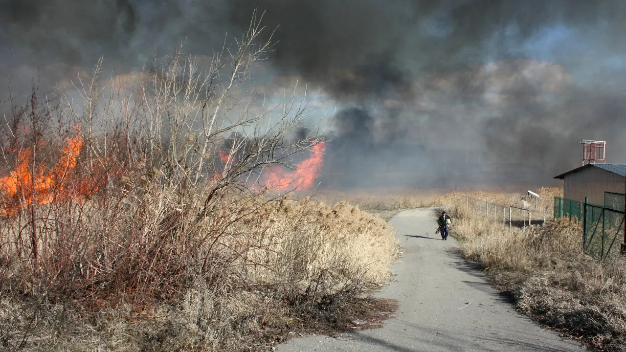 Trafic îngreunat între Centura Capitalei şi Frumuşani, din cauza unui incendiu de vegetaţie