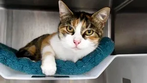 Primul caz din Italia de tulpină britanică a coronavirusului a fost găsit la o pisică 