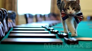 Motanul longeviv care supravieţuieşte guvernelor din Marea Britanie. Pisica prim-miniştrilor împlineşte 10 ani în Downing Street