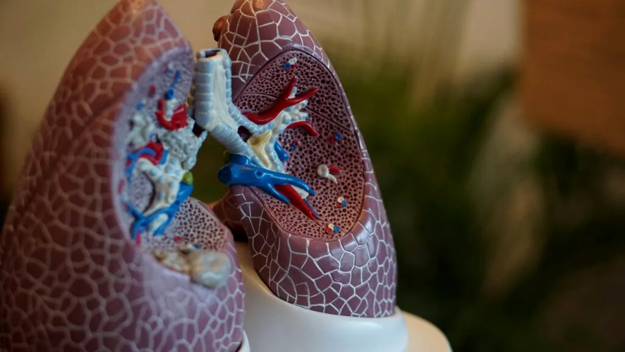 Un pas major în medicină: Mecanismul care ajută plămânii să se repare singuri, descoperit de cercetători