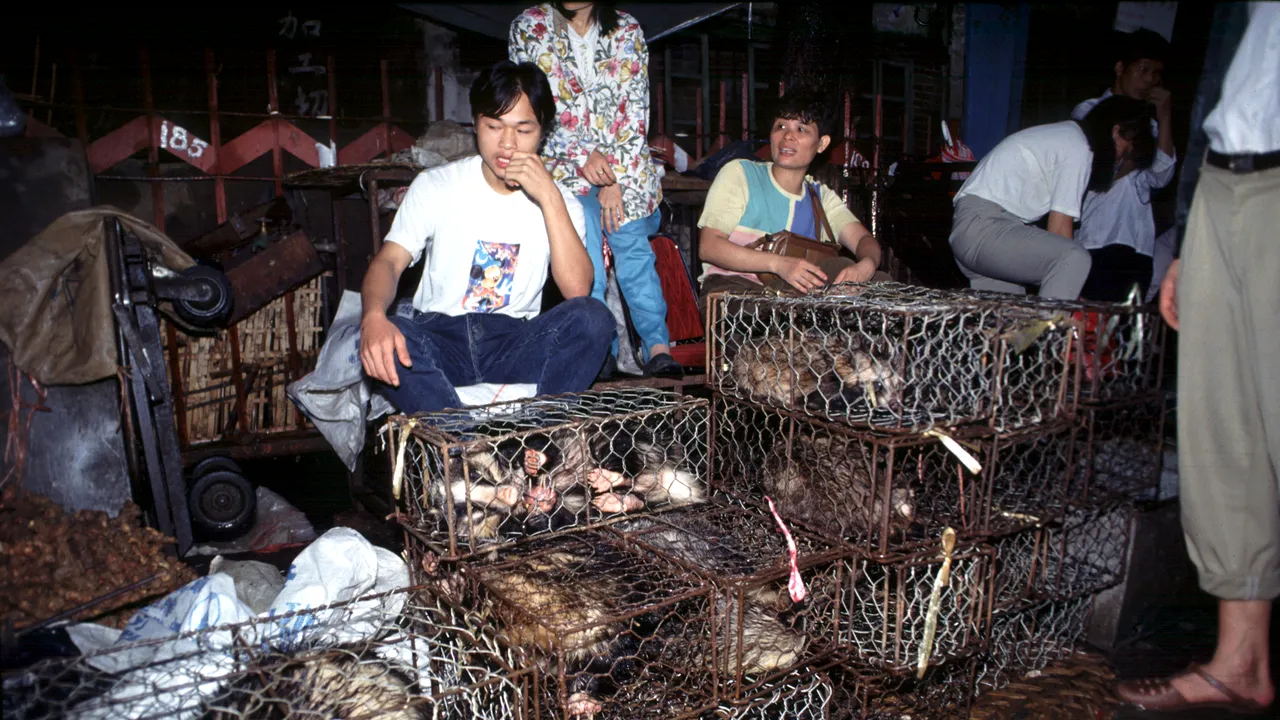 În sfârşit! China se pregăteşte să interzică posibila sursă a COVID-19 – consumul de carne de câine