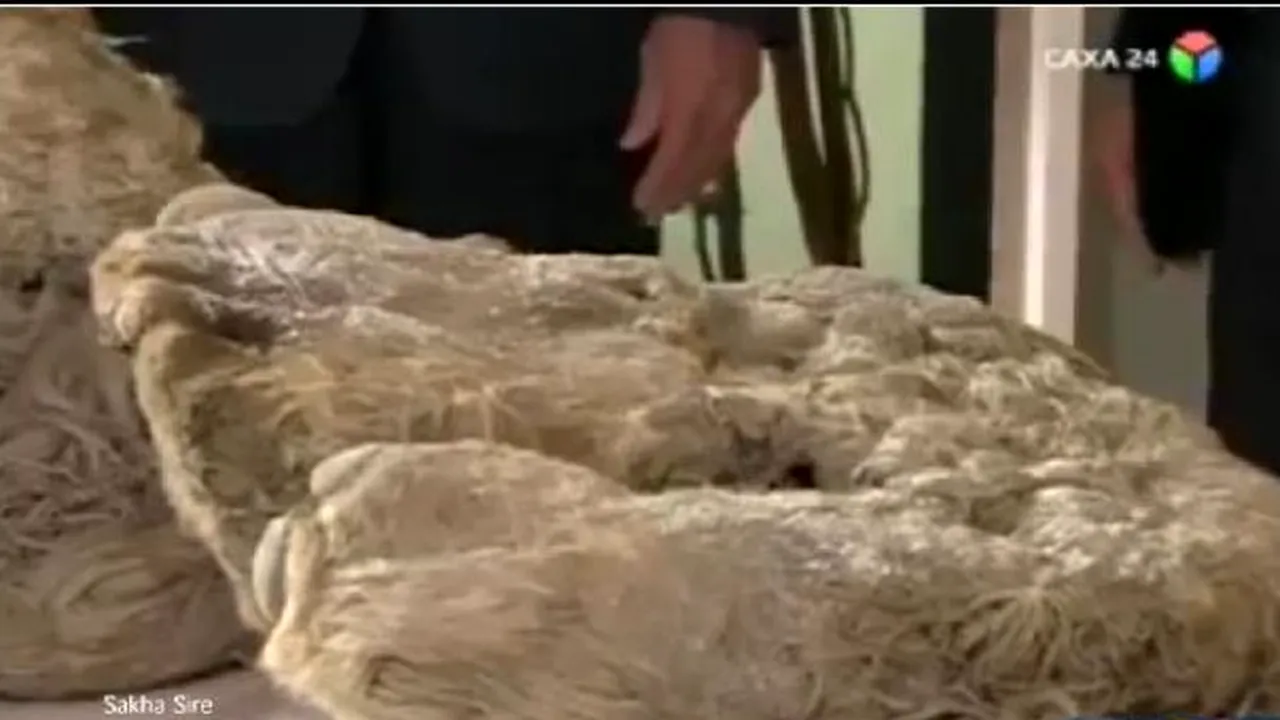 Prima fosilă de pui de rinocer lânos, veche de 10 milenii, descoperită în Siberia - VIDEO