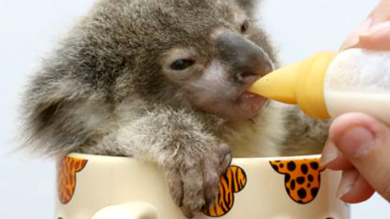  A adoptat un koala. Ce jucător de tenis a decis să facă acest gest