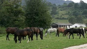 Prefectura Braşov vrea să pună sub sechestru herghelia de la Homorod