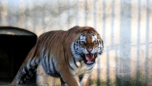 Tigrii evadaţi de la Grădina Zoologică au fost tranchilizaţi şi duşi în cuşti - VIDEO