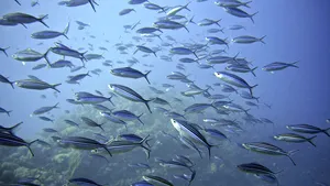 Comunitatea ştiinţifică trage un semnal de alarmă. Oceanele rămân fără oxigen pe măsură ce temperaturile cresc din cauza crizei climatice