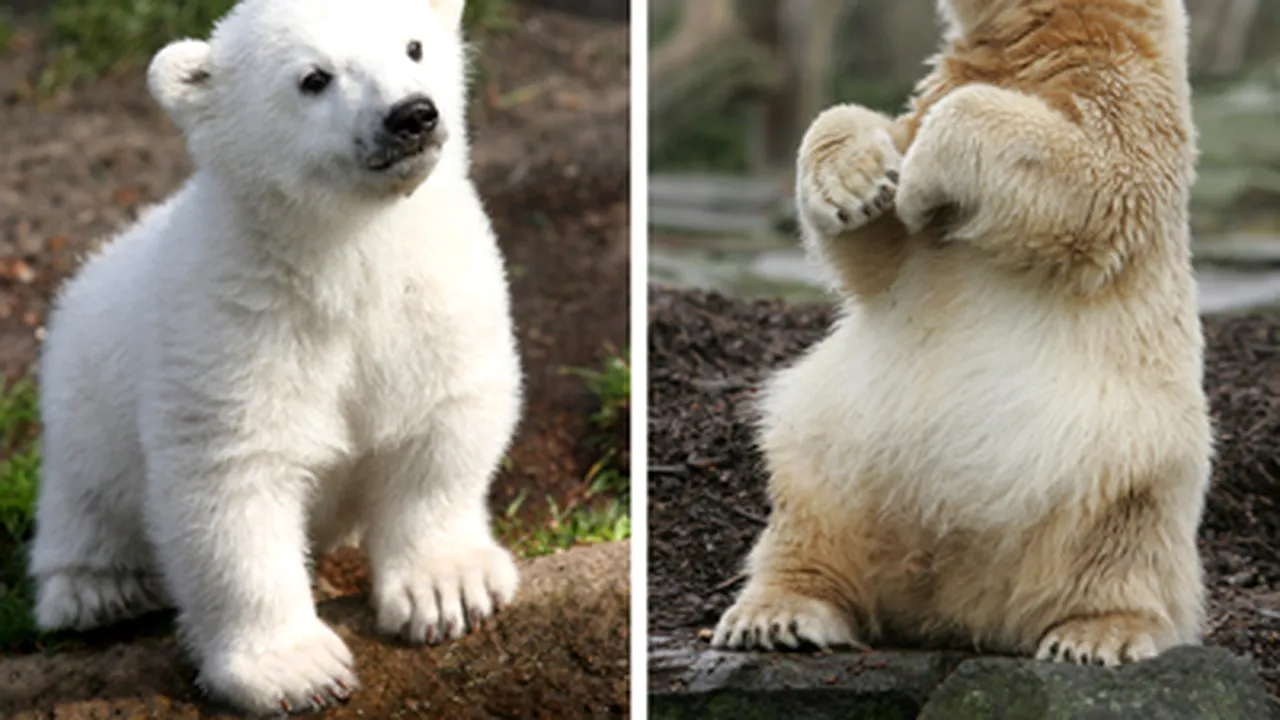Averea ursului Knut, motiv de dispută între două grădini zoologice - GALERIE FOTO