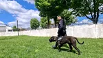 Jandarmii din Tulcea au un nou coleg blănos. Ben se antrenează pentru misiuni