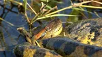 Un șarpe anaconda a fost descoperit pe malurile Dunării. O femeie de 66 de ani a alertat poliția