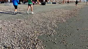 Covor de scoici şi melci pe plajele litoralului românesc, după furtuna de joi