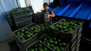 Exporturile de avocado mexican către SUA, suspendate din nou | Cartelurile și amenințările de securitate blochează livrările