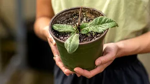 Specialiştii au descoperit planta care îşi împinge ”vecinii” pentru a avea mai mult loc. „Plantele pot face mult mai mult decât credem noi”