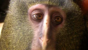 O nouă specie de maimuţe, descoperită în Congo