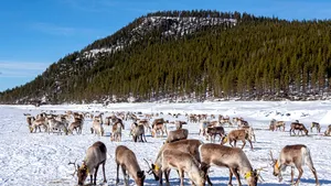 Suedia construieşte poduri speciale pentru reni, care să-i ferească de accidente