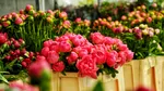 Bujorul, floarea națională a României, domină vânzările de primăvară. Cum arată sera de bujori din Vitan