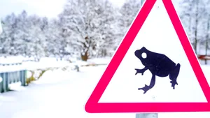 O stradă aglomerată din Estonia, închisă pe timp de noapte pentru a apăra o specie de amfibieni