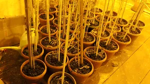 Trei tineri, audiaţi după ce procurorii DIICOT au descoperit o plantaţie de canabis la Timişoara - FOTO