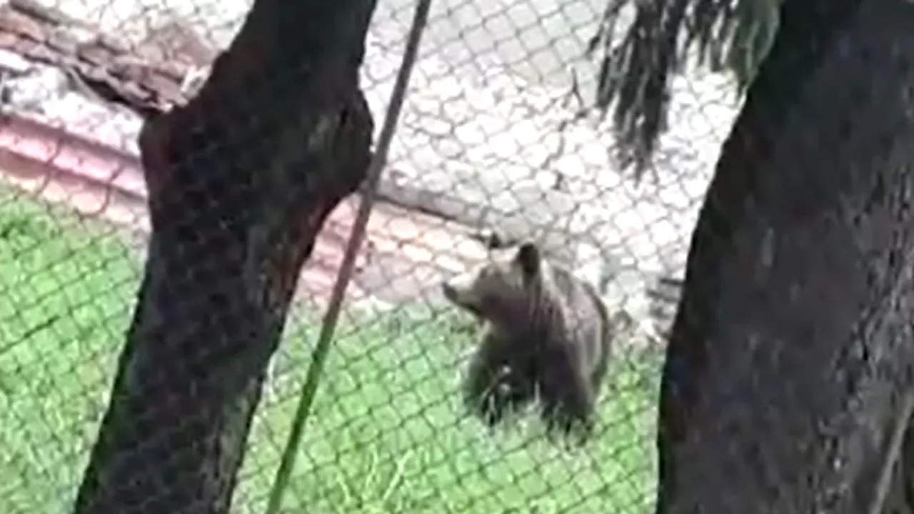 VIDEO 26 de urşi au fost alungaţi în ultima săptămână din staţiunile de pe Valea Prahovei