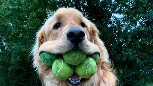 Un golden retriever a doborât un record mondial. Cu ce s-a remarcat câinele | VIDEO