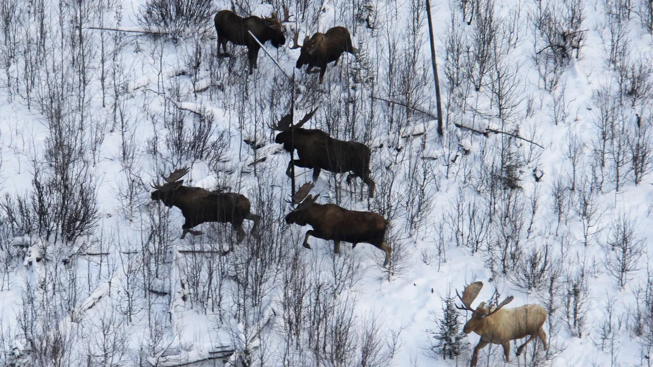 Un elan cu blana de culoare rară a fost văzut într-o pădure din Alaska