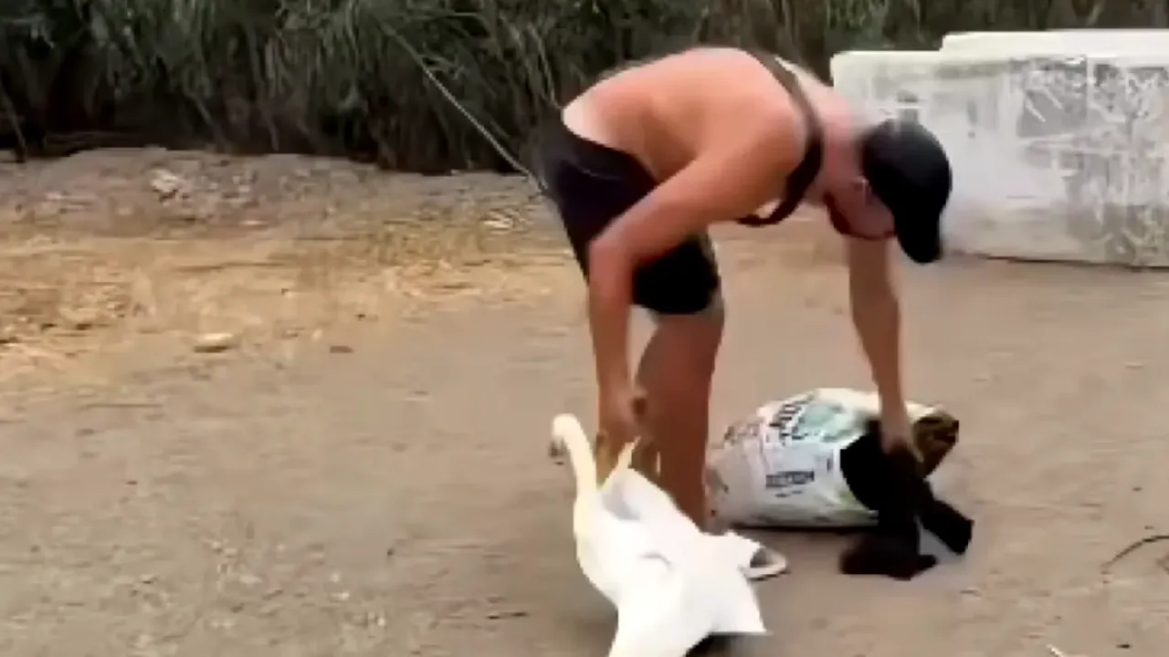 VIDEO Imaginile care au revoltat Spania: delfin scos din mare și gâscă băgată în pungă de migranți