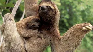 Cine este Urs Leneş? Lumea întreagă te serbează!