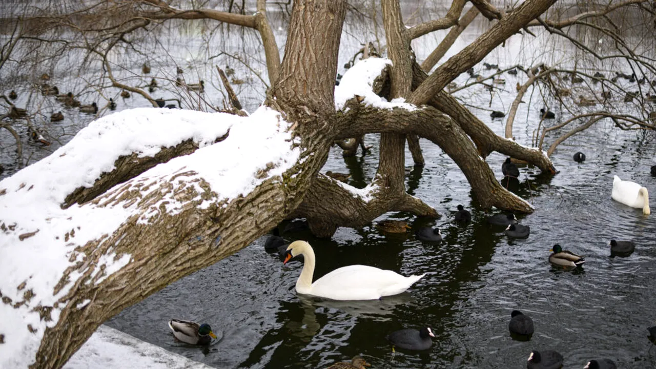 Zăpada, poleiul și gerul polar lovesc România. Temperaturi de -15 grade