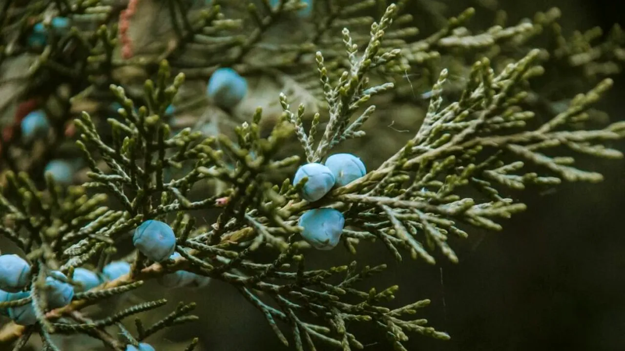 Aurul verde: planta numărul unu care previne pietrele la rinichi, scade tensiunea arterială și elimină bacteriile