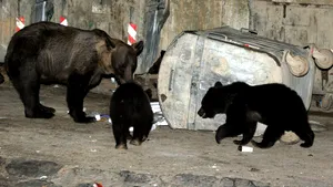 Băile Tuşnad. Primarul susţine că urşii gunoieri au probleme genetice şi trec de gardurile electrice