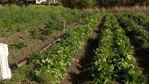 Mine antipersonal pentru grădina de zarzavaturi