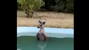 Temperaturi extreme în Australia: Un cangur a fost surprins în timp ce încerca să se răcorească într-o piscină. VIDEO