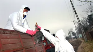Focar de gripă aviară în Delta Dunării, la o gospodărie din Murighiol