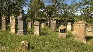 Fenomen rar sub solul unui cimitir. Peste 5 milioane de albine trăiesc acolo de mai bine de un secol