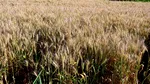 Valul de căldură din iunie a provocat pierderi de circa 2 miliarde de euro în agricultura europeană. Recolta de cereale, estimată la cel mai scăzut nivel din ultimii opt ani