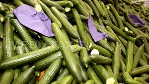 Ministerul Agriculturii solicită CE soluţii pentru despăgubirea producătorilor români de castraveţi