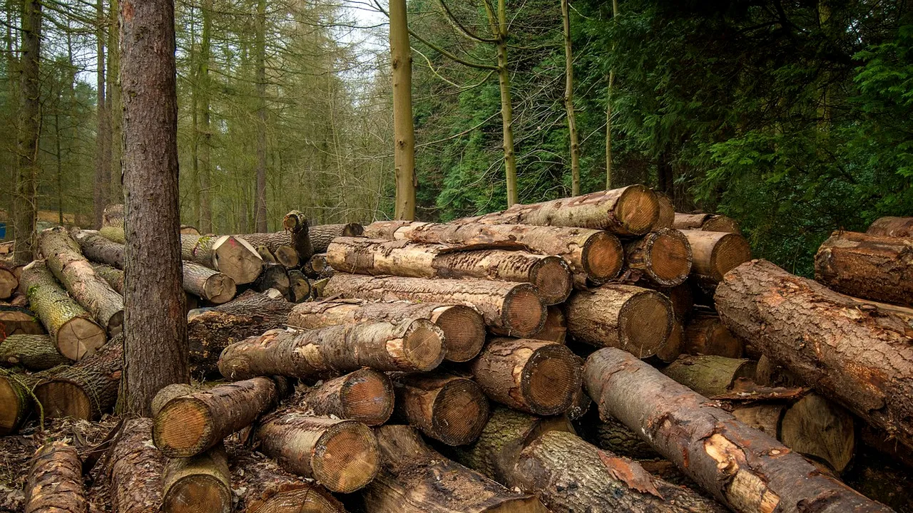 Exploatările ilegale de lemne ar putea fi depistate prin GPS din iunie 2020