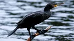 Imagini care au stârnit indignare: un bărbat din Sulina, anchetat după ce a chinuit un cormoran