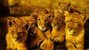 Transport record de feline din România către Africa de Sud