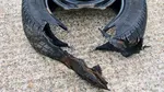 Jafuri și vandalism în serie la Roma. Zeci de mașini au fost atacate, șoferii cer ajutorul Poliției