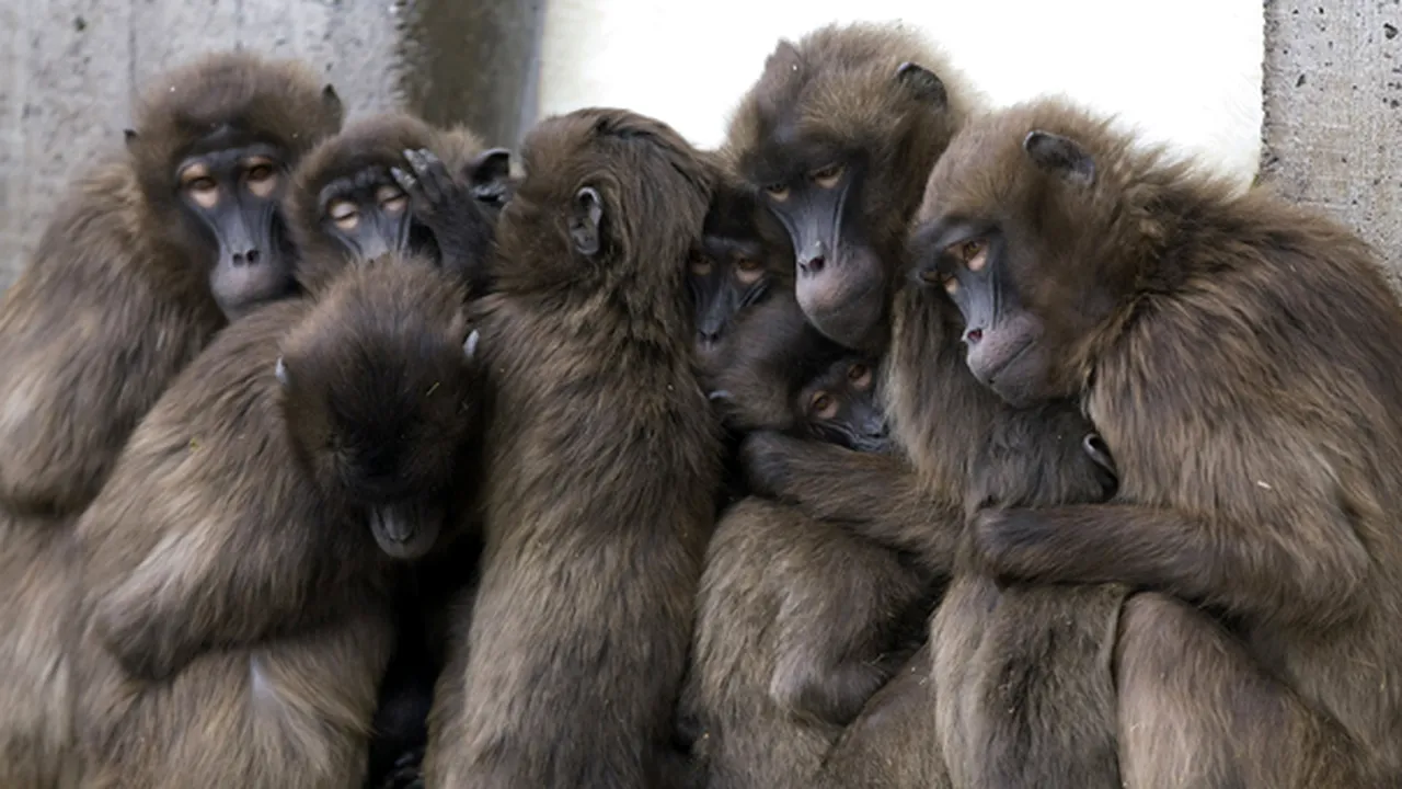 Maimuţele de la o grădină zoo din Siberia beau vin roşu pentru prevenirea gripei