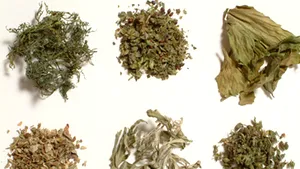 Pedeapsă cu închisoarea pentru vânzarea, consumul şi experimentarea plantelor etnobotanice