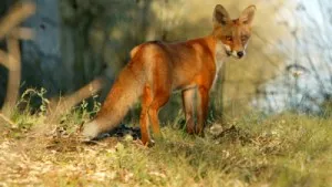 Rabid Foxes Trigger Quarantine In N Romanian County Bistrita-Nasaud