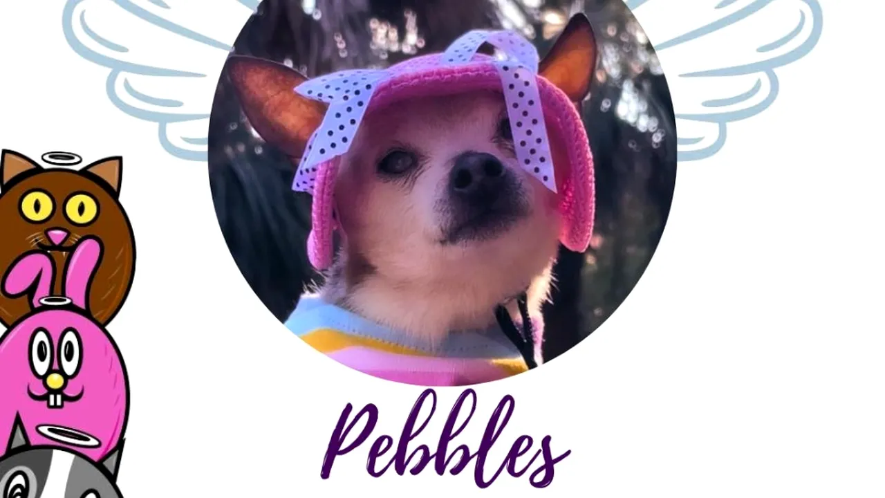 A murit Pebbles, cel mai bătrân câine din lume