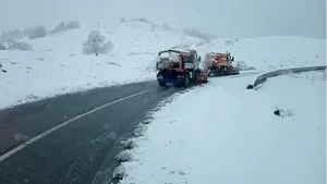 Ninge abundent în zona de munte a judeţelor Gorj şi Vâlcea