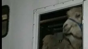 Vama Albiţa: Camionul cu cămile de circ, lăsat să plece (Video)